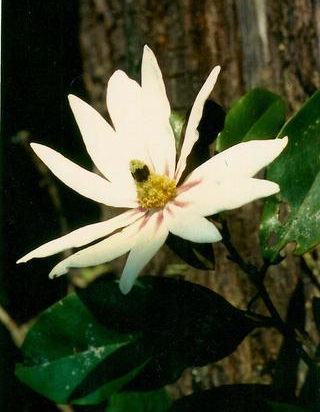 Toussaintia botanical genus